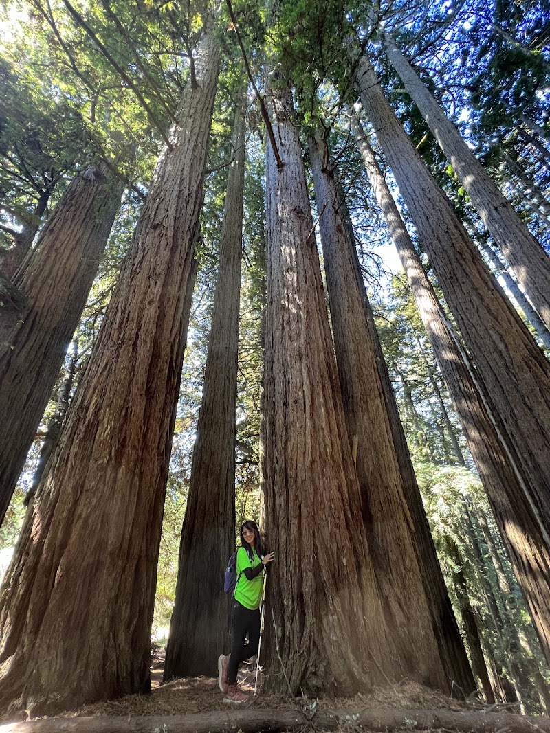Dipsea Trail Head photo 2