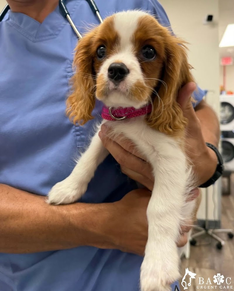Bay Area Veterinary Care photo 5