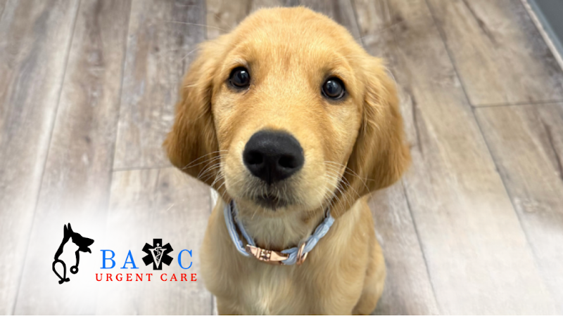 Photo of Bay Area Veterinary Care