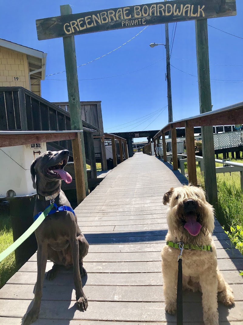 The Grateful Dog photo 3