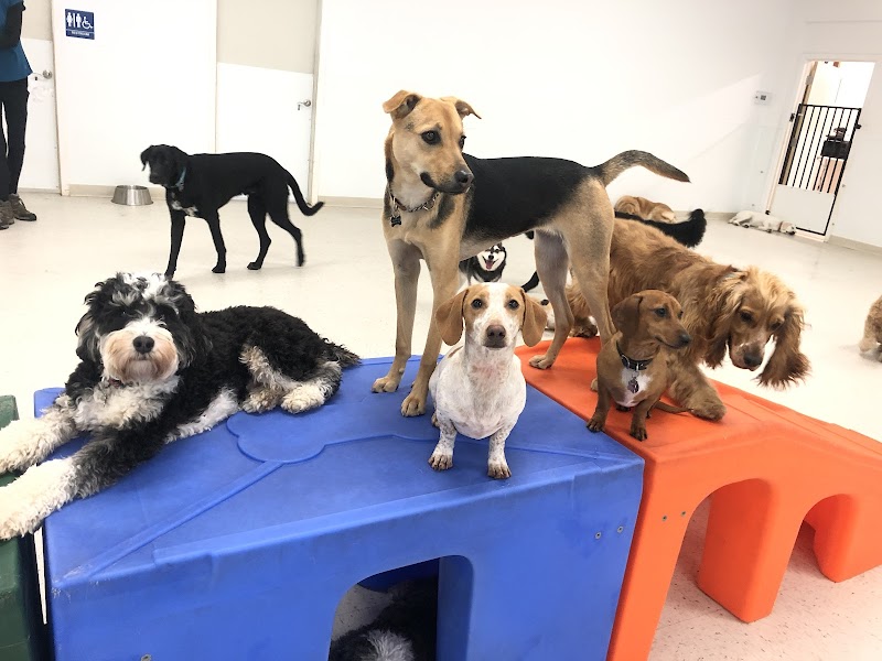 Photo of The Grateful Dog