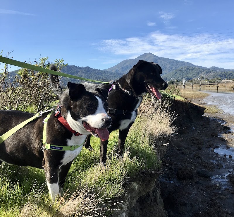 The Grateful Dog photo 4