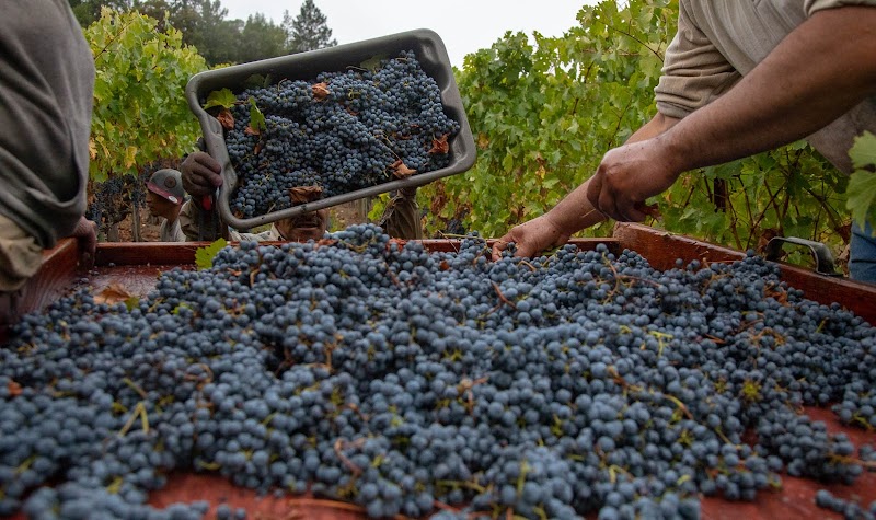 Jordan Vineyard & Winery photo 4