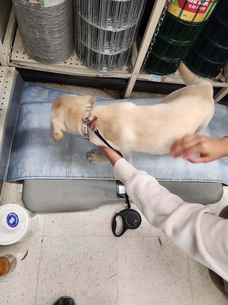 VIP Petcare Vaccination Clinic photo 2