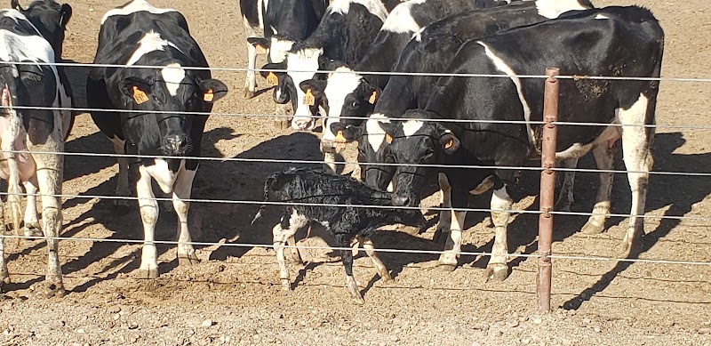 Paloma Dairy photo 3