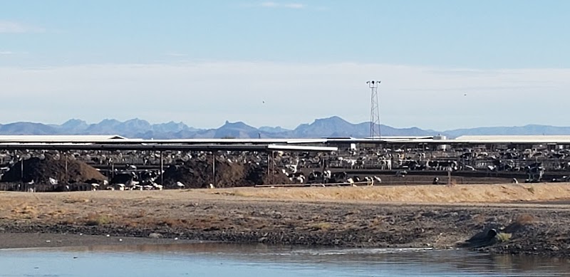 Paloma Dairy photo 4
