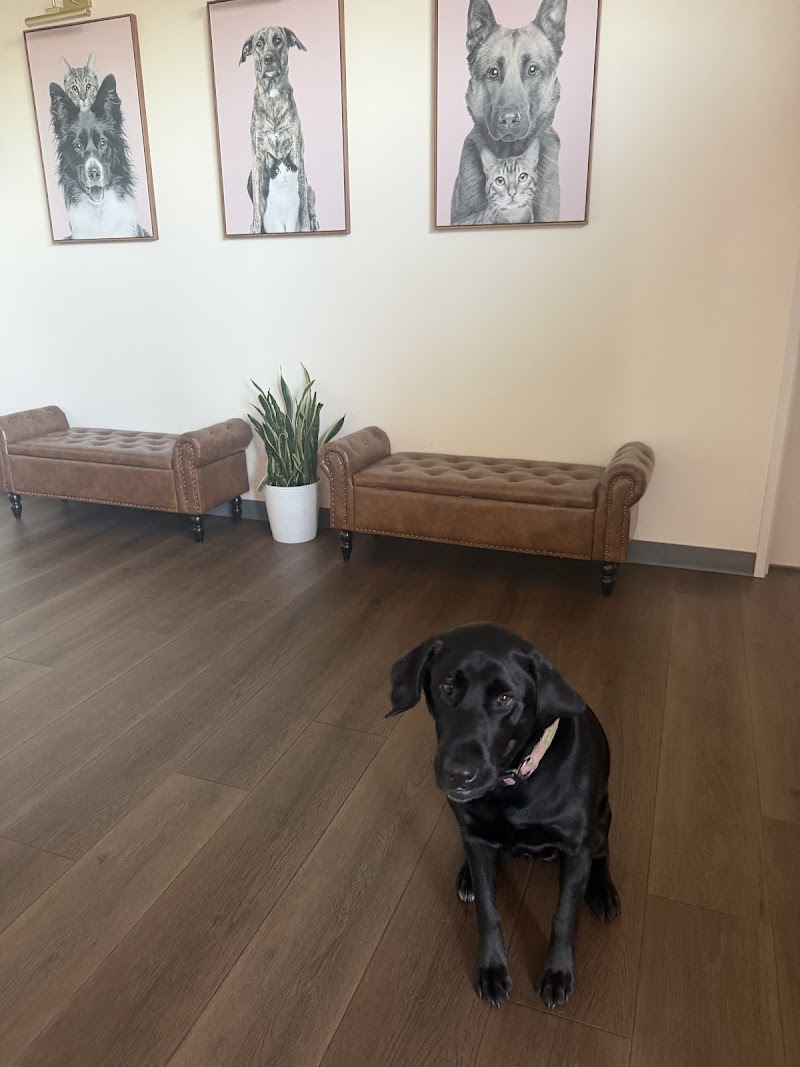 The Pet Hotel Fairfield photo 5