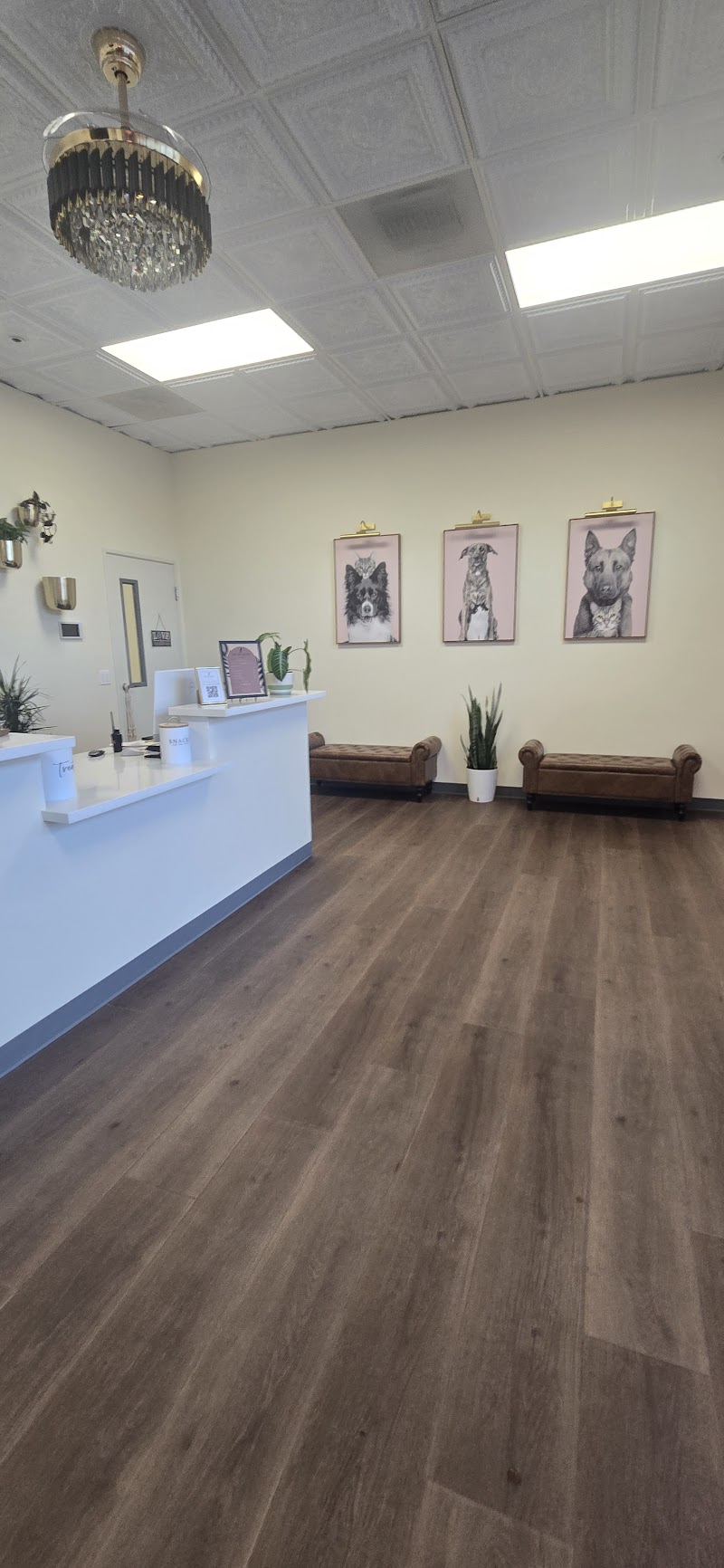 The Pet Hotel Fairfield photo 2