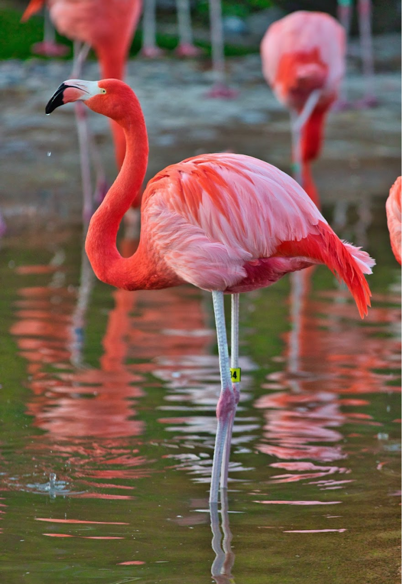 SeaWorld San Diego photo 5