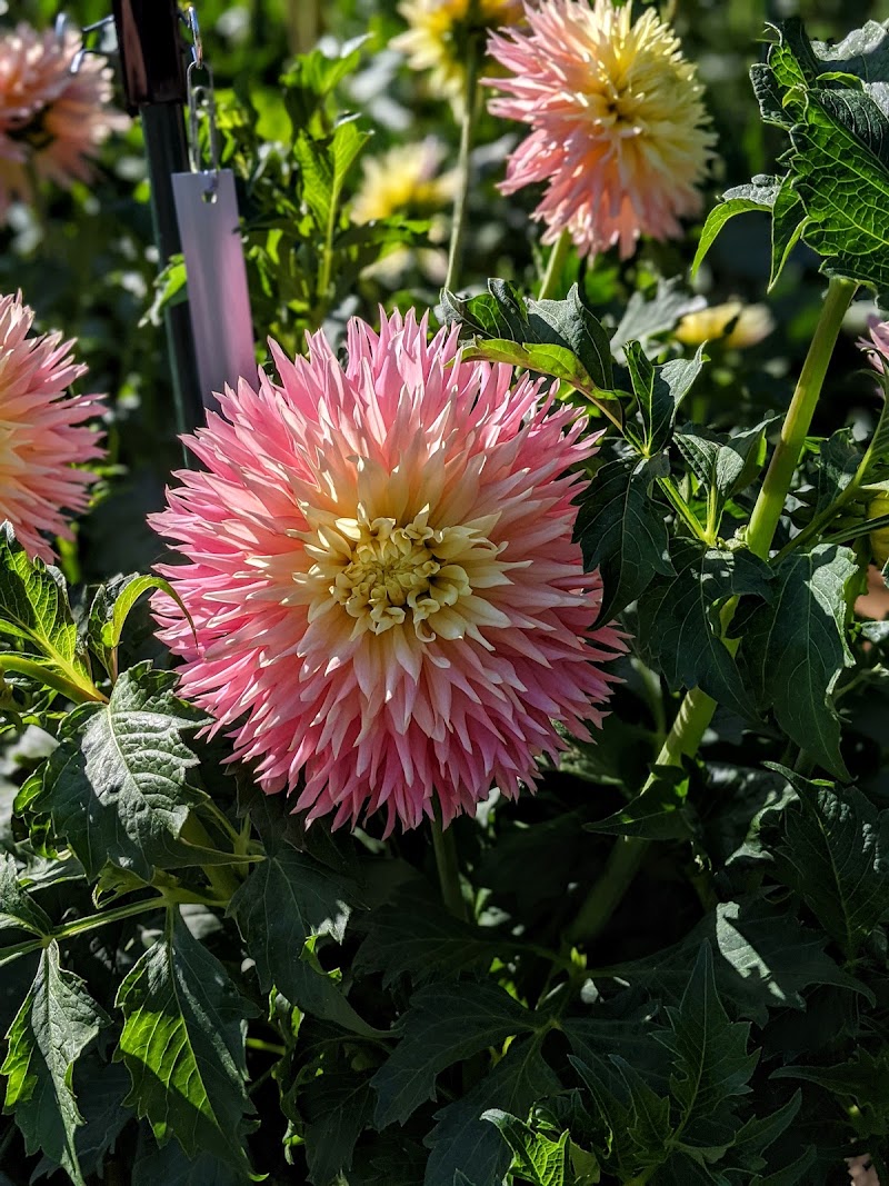 Dahlia Garden photo 2
