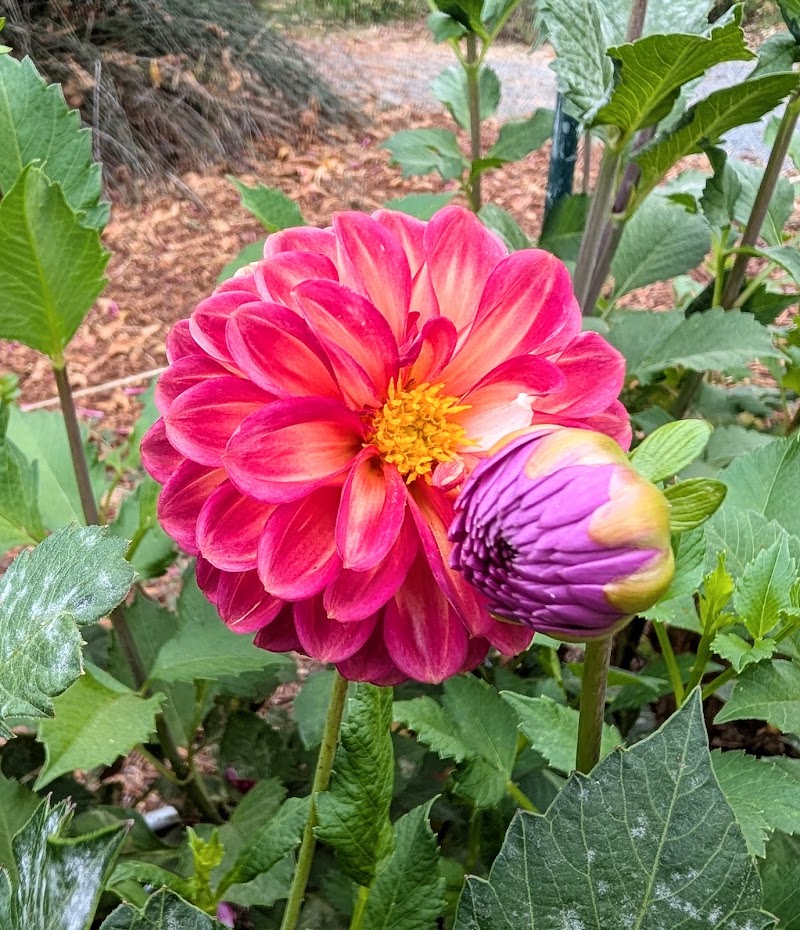 Dahlia Garden photo 5
