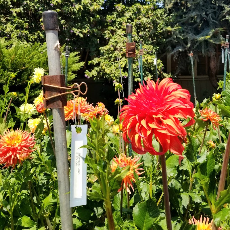 Dahlia Garden photo 3