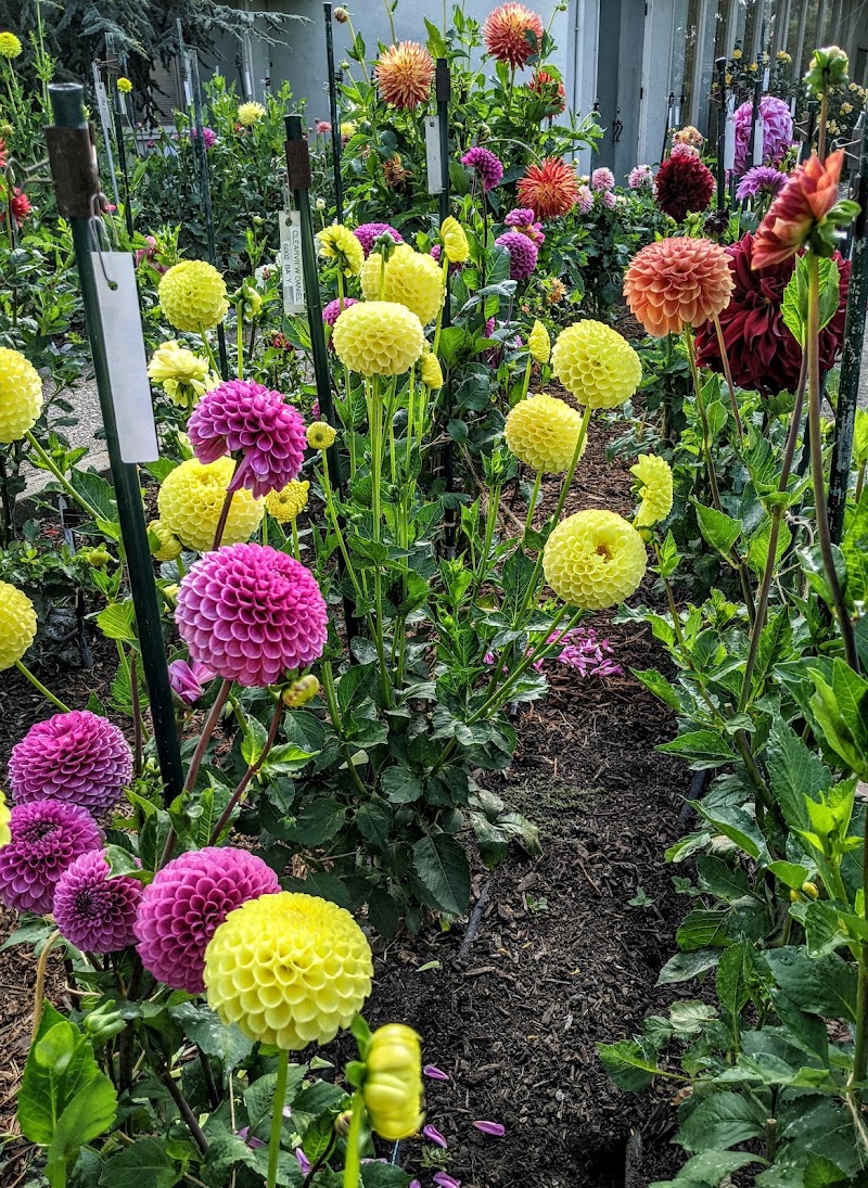 Photo of Dahlia Garden