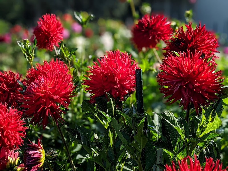 Dahlia Garden photo 4