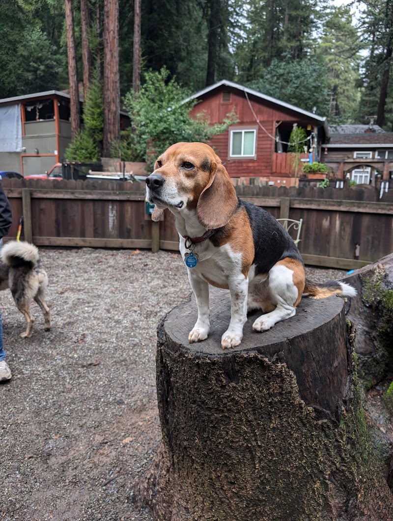 Bruno Farnocchia Dog Park photo 5