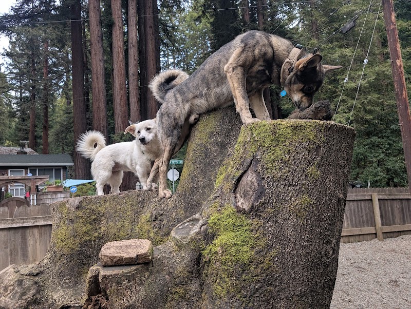 Photo of Bruno Farnocchia Dog Park