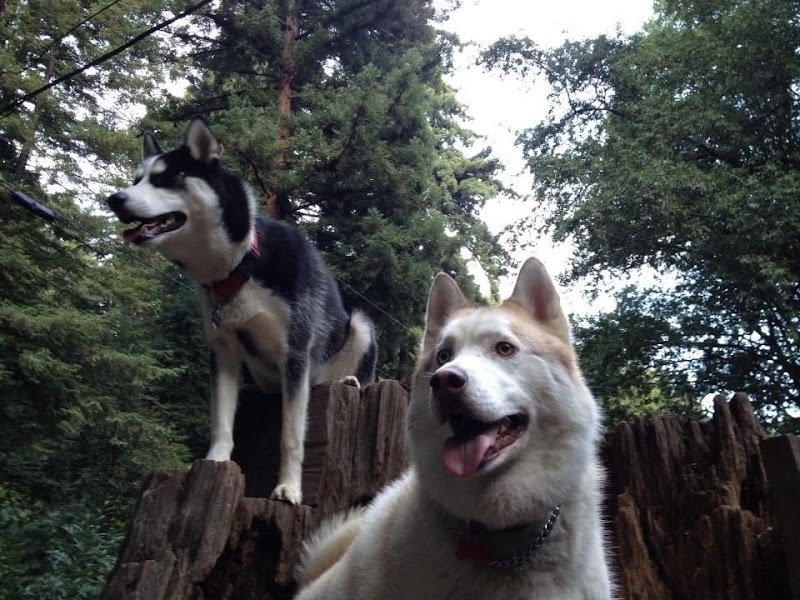 Bruno Farnocchia Dog Park photo 4