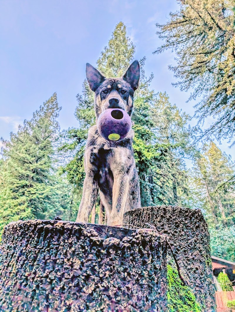 Bruno Farnocchia Dog Park photo 2