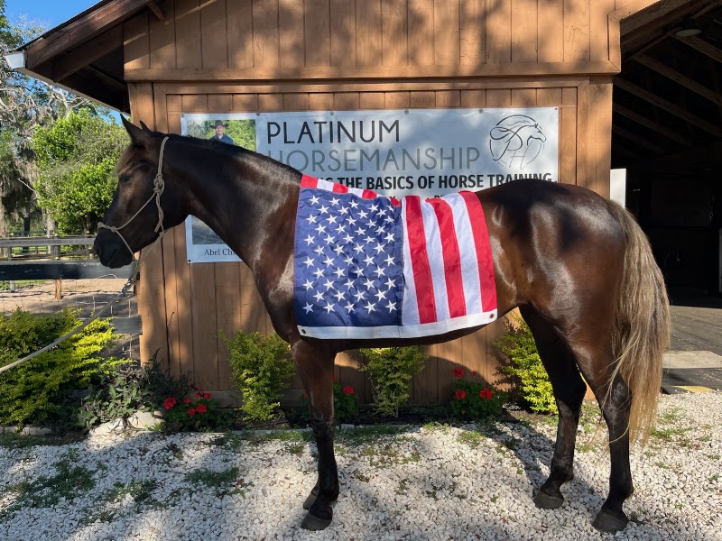 Platinum Horsemanship photo 5
