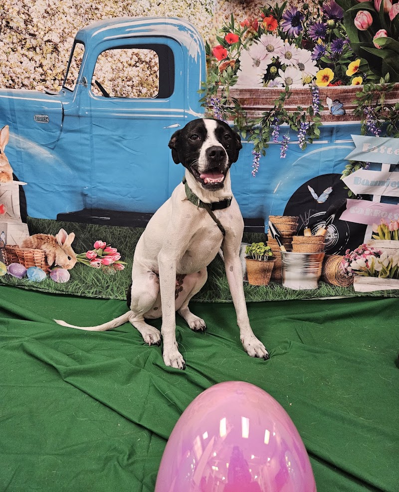 Hudson K-9 Emporium photo 5