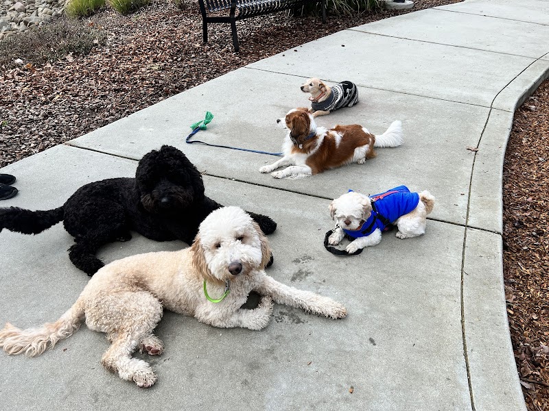 Dogs With Ties photo 4