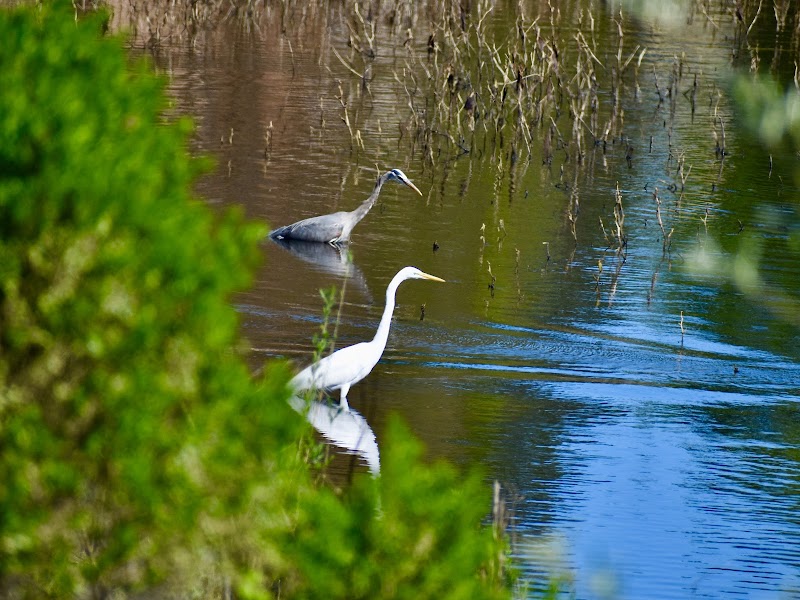 North Laguna Creek Wildlife Area photo 4