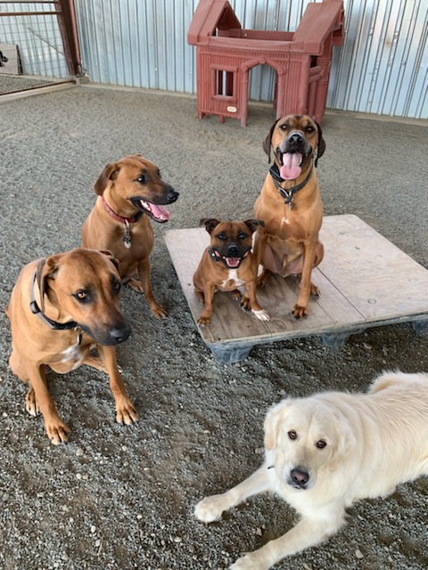 ALERT K-9 TRAINING CENTER photo 5