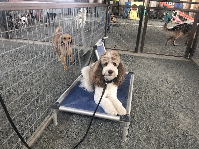 ALERT K-9 TRAINING CENTER photo 4