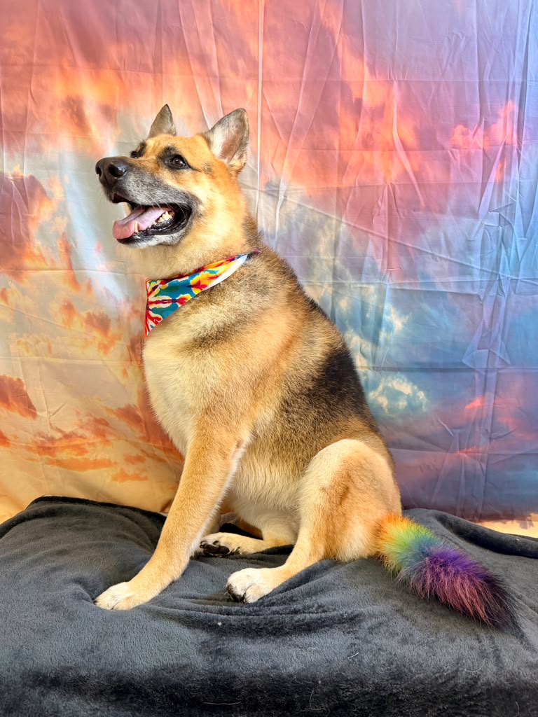 Photo of Diamond Dog Pet Spa