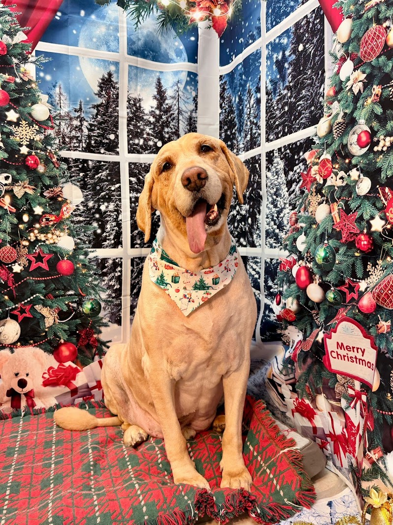 Diamond Dog Pet Spa photo 2