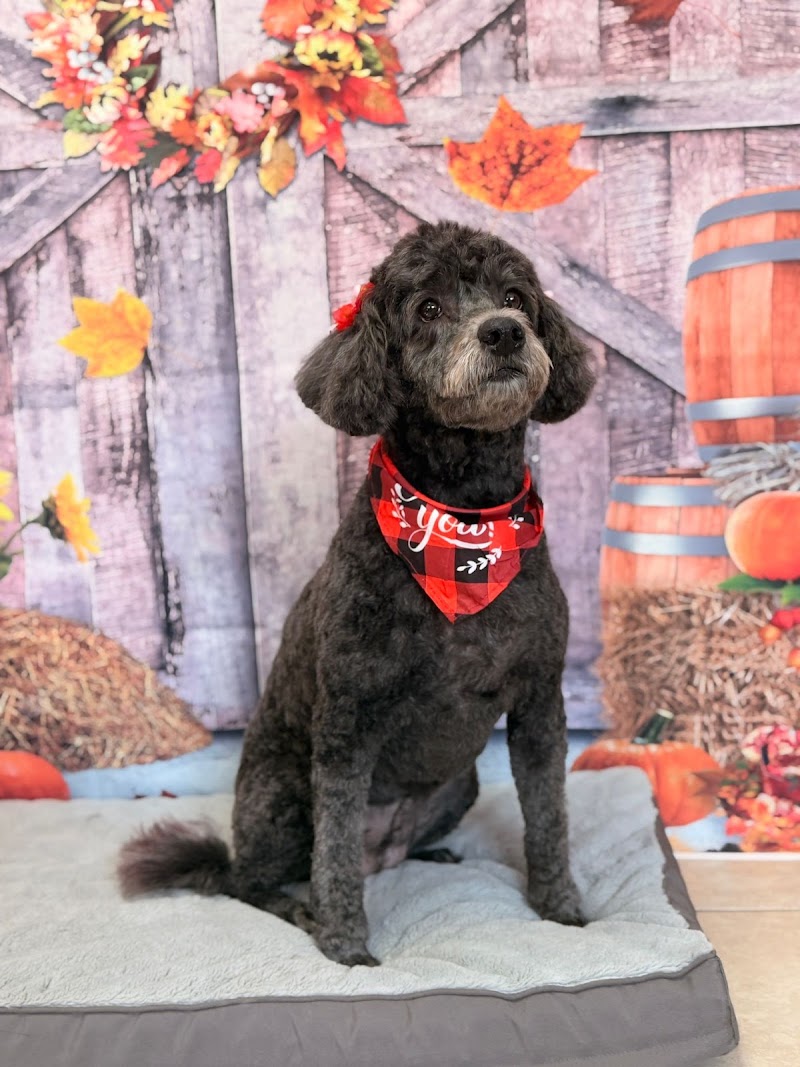 Diamond Dog Pet Spa photo 3