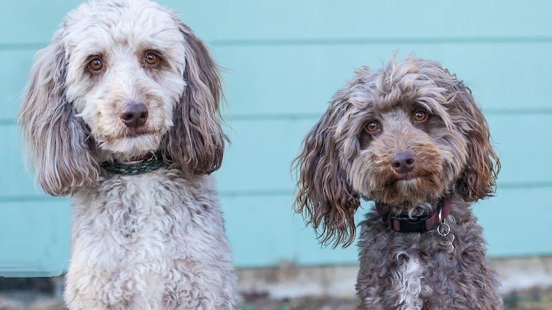 Photo of Affinity Pet Services LLC