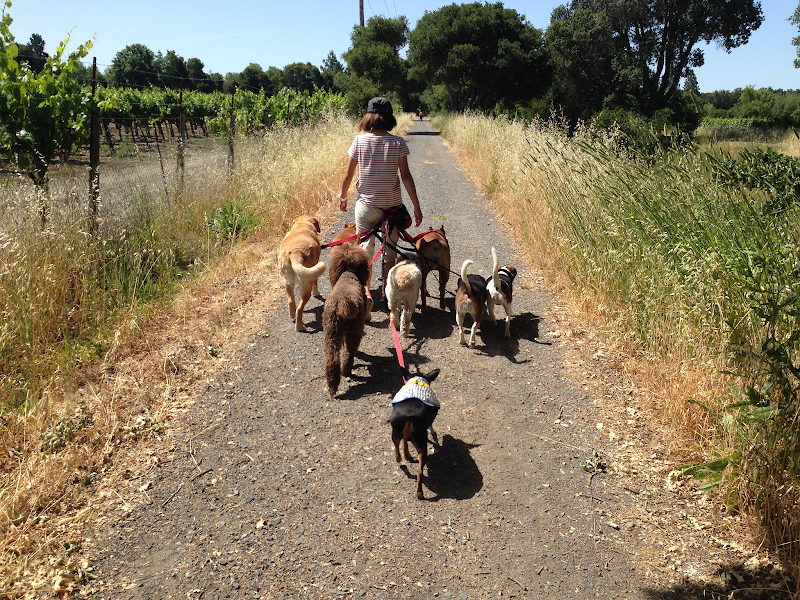 Affinity Pet Services LLC photo 3