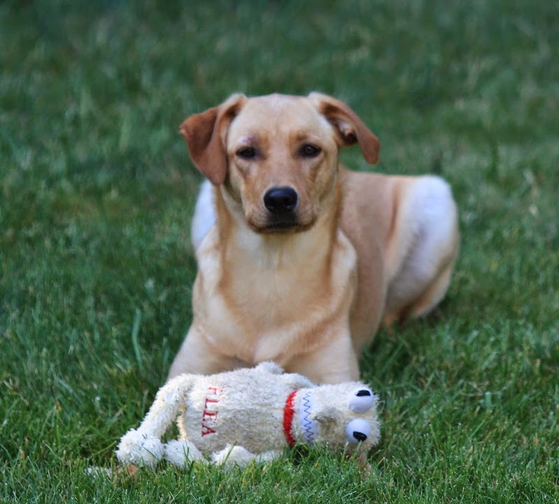 Affinity Pet Services LLC photo 5
