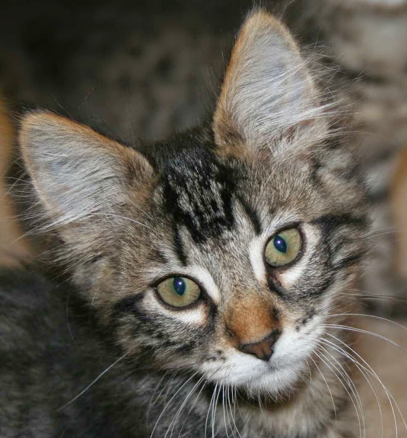 Affinity Pet Services LLC photo 2