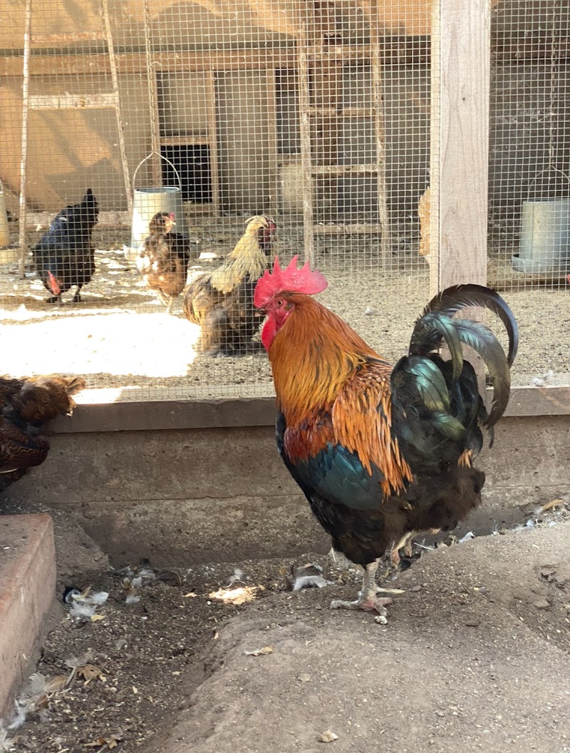 Sonoma Chicks Rescue and Sanctuary photo 3