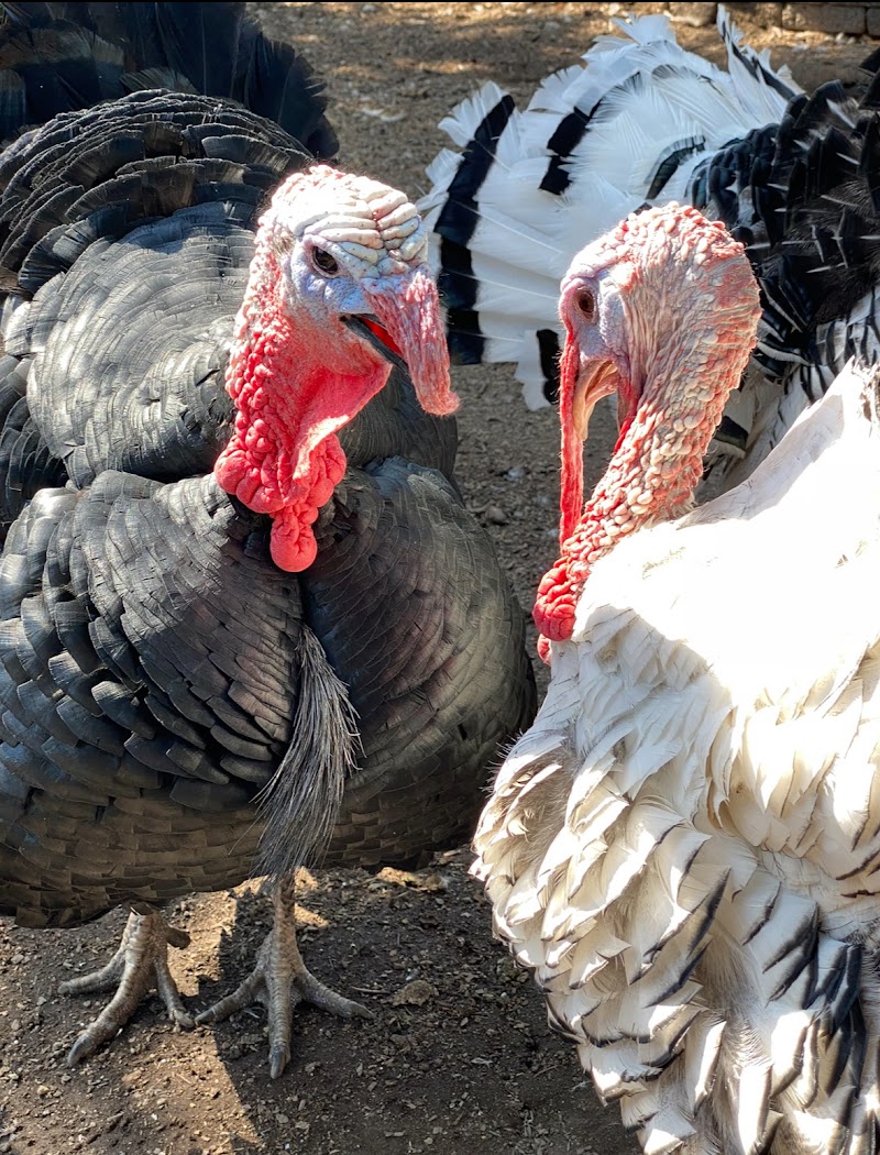 Sonoma Chicks Rescue and Sanctuary photo 4