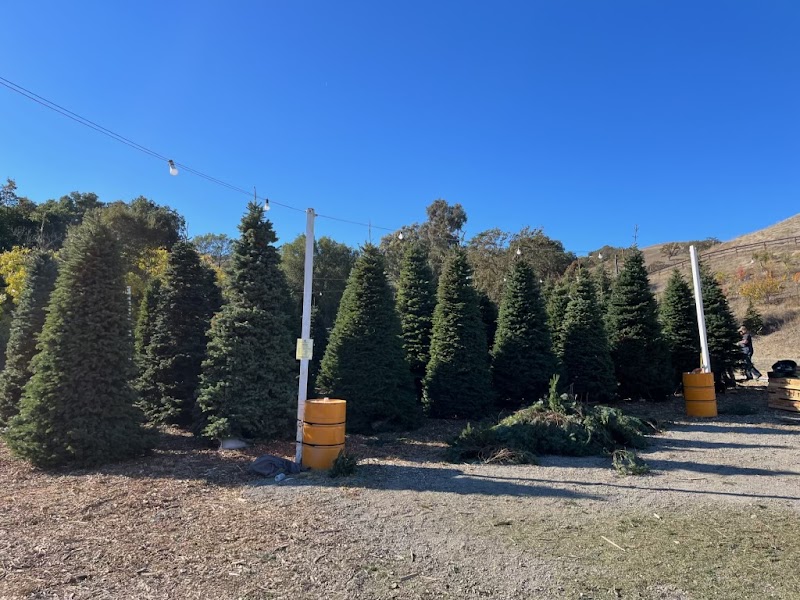 Photo of Honeybear trees