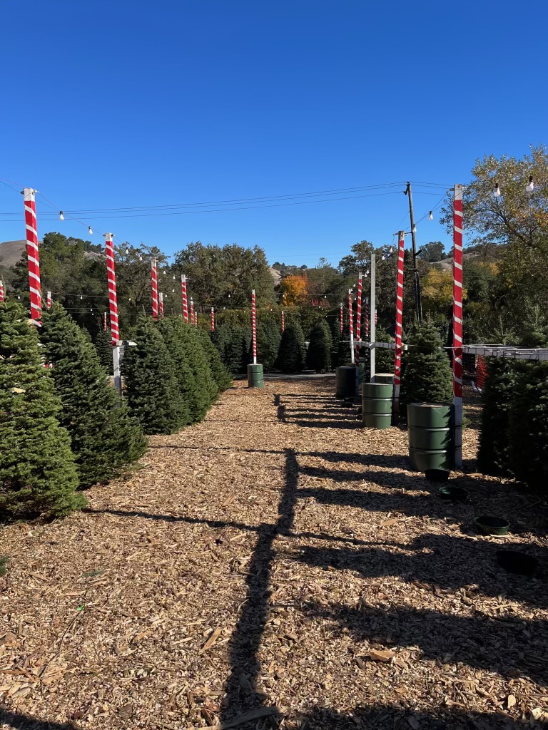 Honeybear trees photo 3