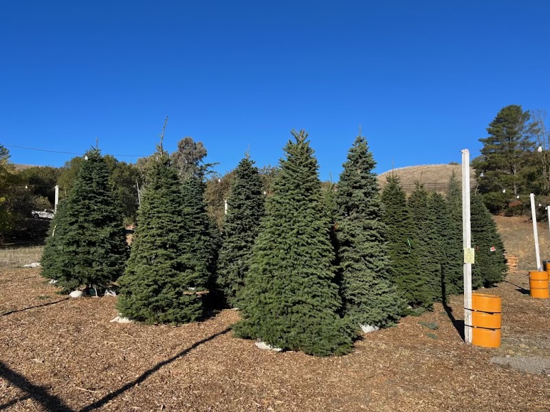 Honeybear trees photo 4