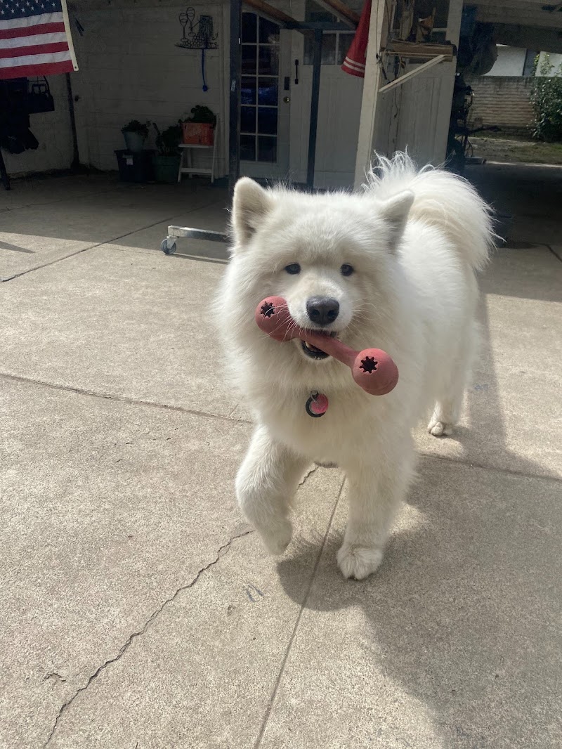 Annalisa's Dog Resort photo 4