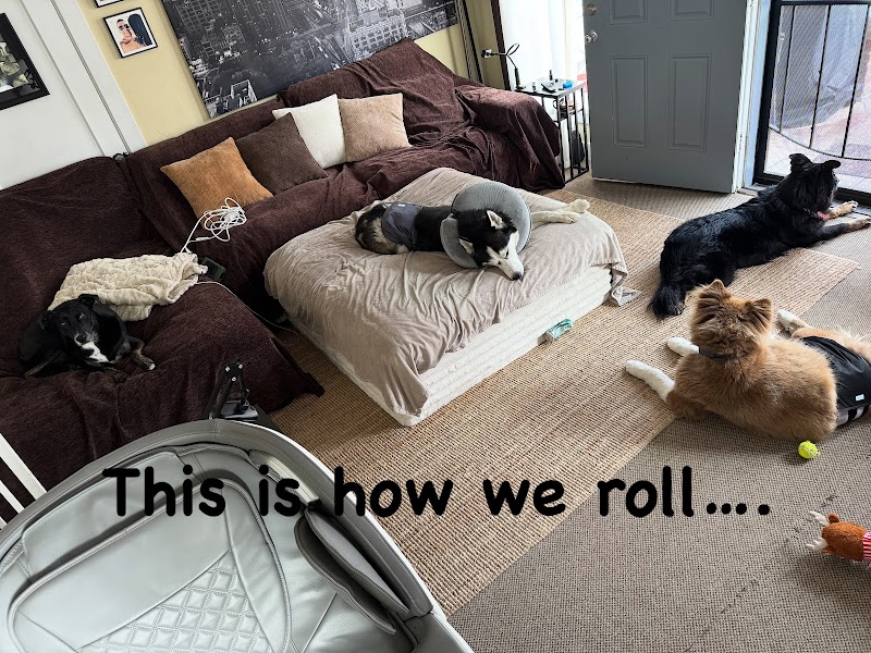 Annalisa's Dog Resort photo 3