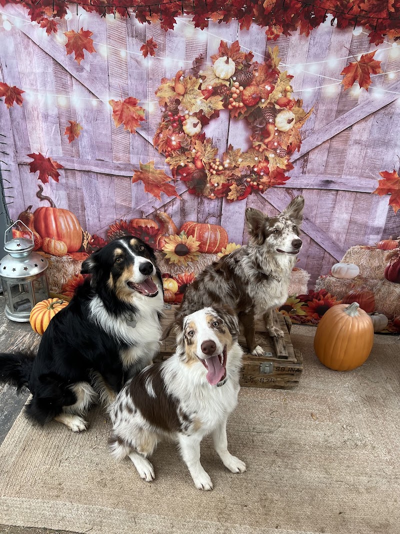 Annalisa's Dog Resort photo 5