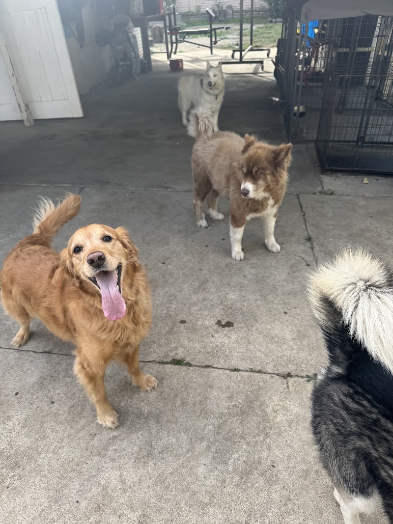 Annalisa's Dog Resort photo 2