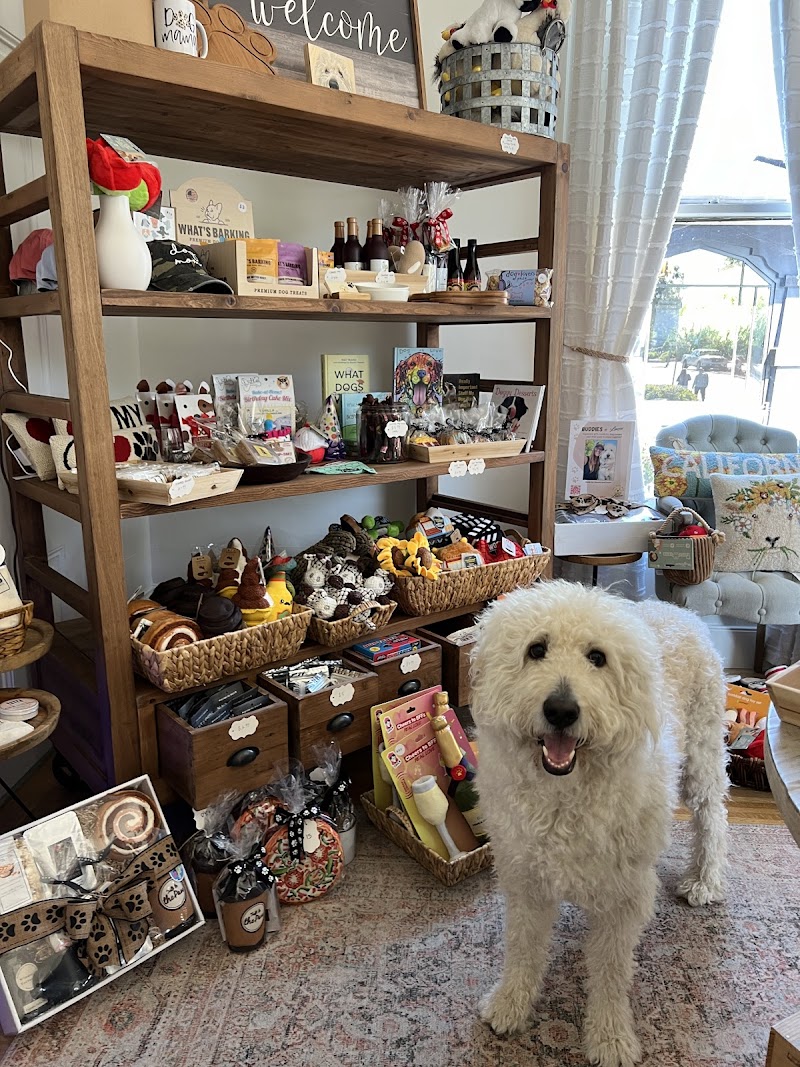 Lucca the Napa Dog photo 4
