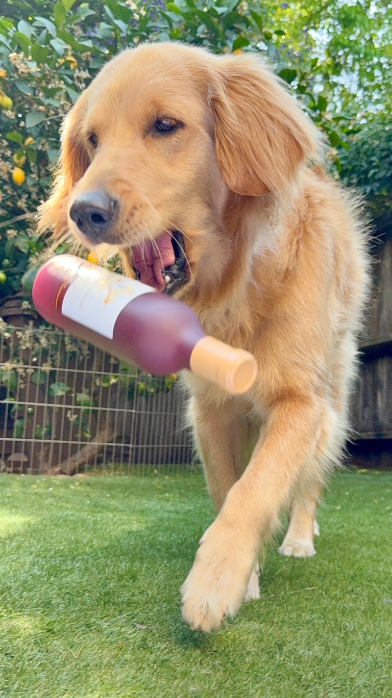 Lucca the Napa Dog photo 5