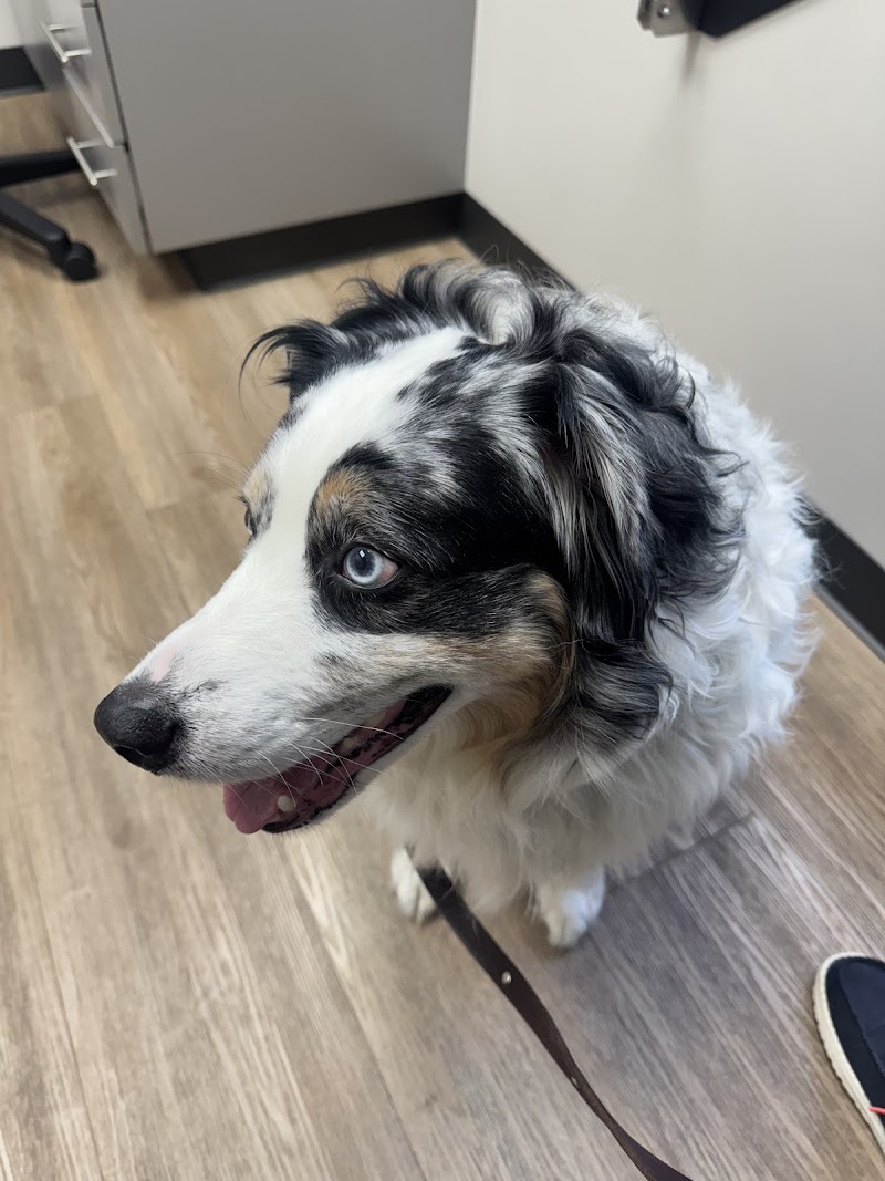 Photo of Diablo Valley Animal Hospital