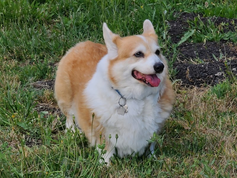 Gone West Vet - In-Home Pet Euthanasia photo 2