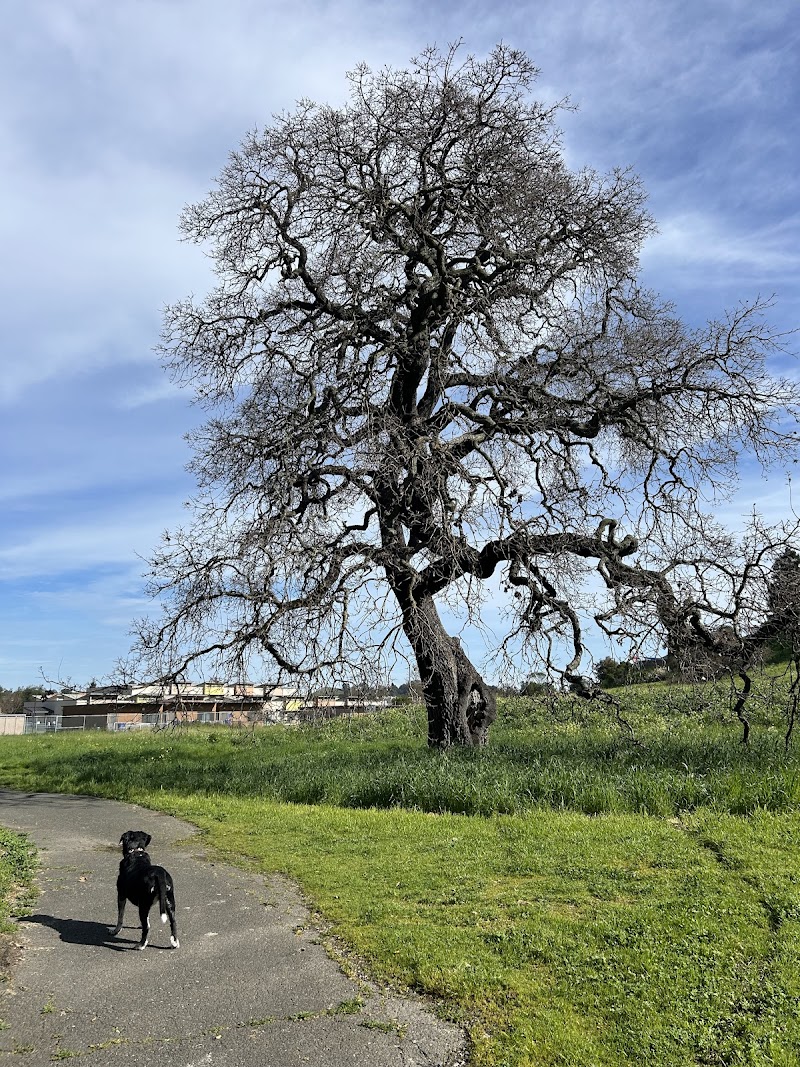Photo of Ohlone Park