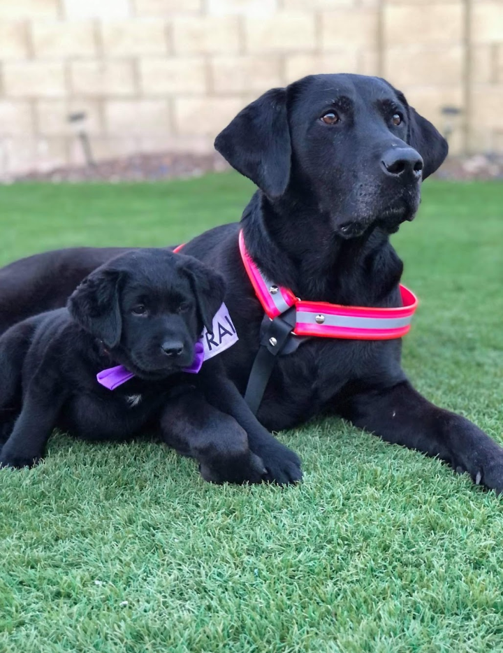 Photo of Way of Life Pet Sitting & Boarding, LLC